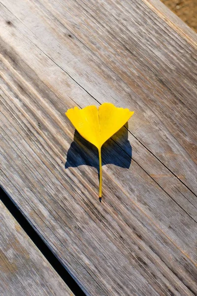 Gros plan d'une feuille d'automne sur une surface en bois dans un parc — Photo