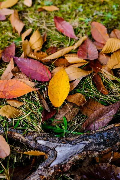 Verticale shot van kleurrijke Herfst loof in een stapel op een park — Stockfoto