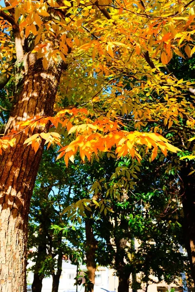 Piękna Sceneria Wczesnej Jesieni Słoneczny Dzień Parku — Zdjęcie stockowe