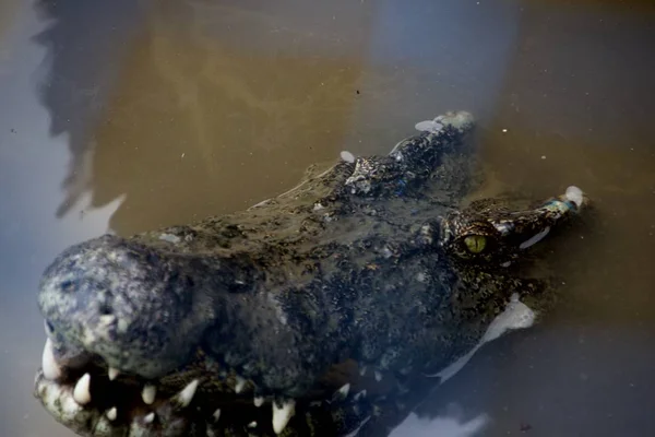 Крупный план крокодила с открытым ртом в грязной болотной воде — стоковое фото