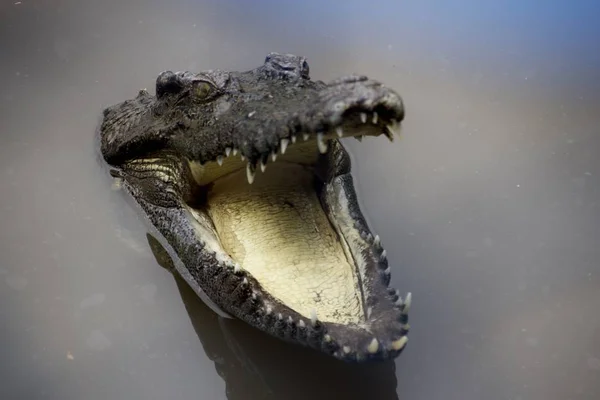 Close-up tiro de um crocodilo com uma boca aberta em água do pântano sujo — Fotografia de Stock