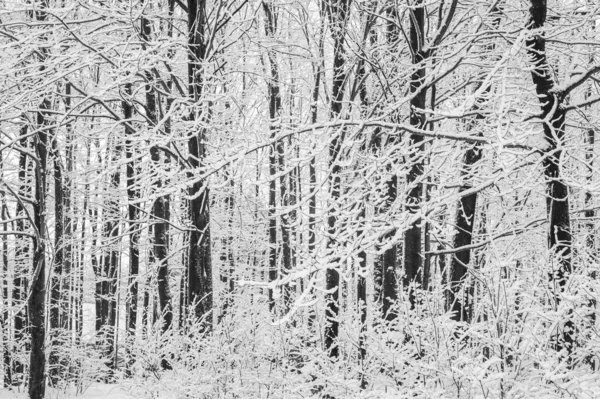 Una Hermosa Foto Del Increíble Paisaje Campiña Cubierta Nieve Pennsylvania —  Fotos de Stock