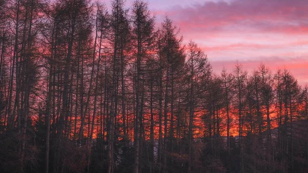 Großaufnahme hoher Bäume im Wald in der Dämmerung — Stockfoto