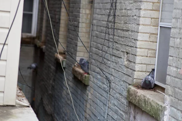 Horizontal shot of a building outer wall with pigeons sitting on the windowsills — 스톡 사진