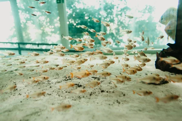 Nahaufnahme von Glasfischen mit orangen Flossen, die in einem Aquarium schwimmen — Stockfoto
