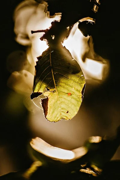 Gambar closeup vertikal dari daun hijau diterangi dengan lampu selama malam hari — Stok Foto