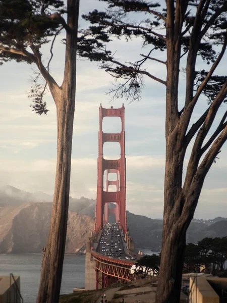 Vertical shot of Golden Gate Bridge in San Francisco, USA, with two thin trees in the shot — Stock Photo, Image