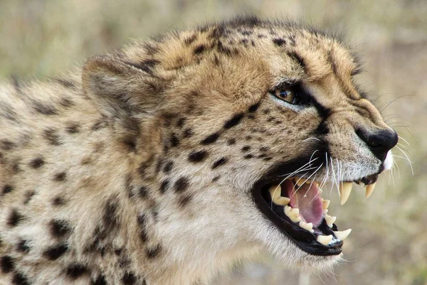 Selektivní detailní záběr geparda s otevřenými ústy — Stock fotografie