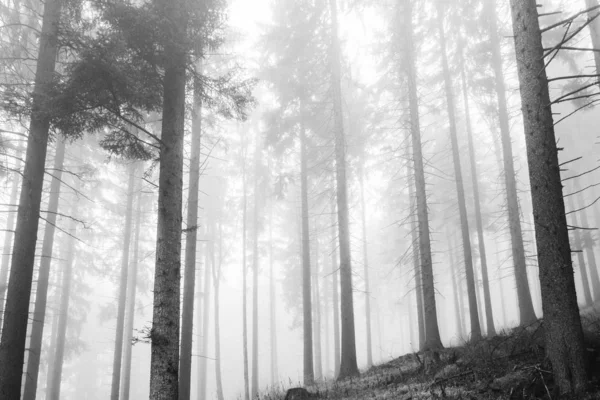 Poziome ujęcie w skali szarości mglistego lasu pełnego drzew liściastych — Zdjęcie stockowe