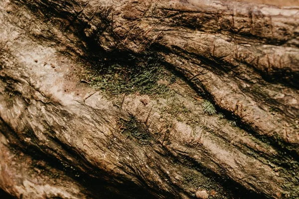 Κοντινό πλάνο του φλοιού του δέντρου με λειχήνες αυξάνεται σε αυτό — Φωτογραφία Αρχείου