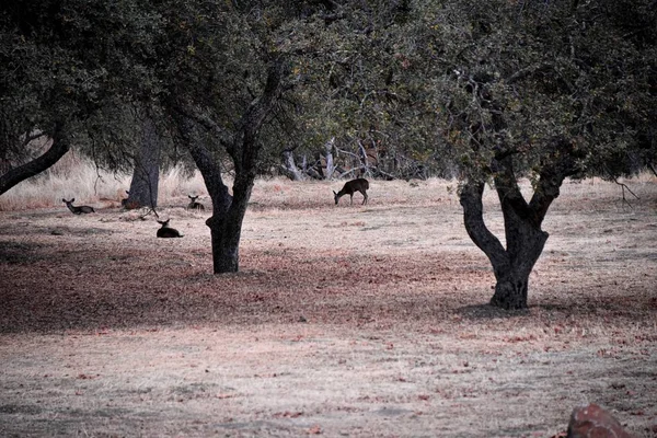 Szerokie ujęcie jelenia na polu z drzewami — Zdjęcie stockowe