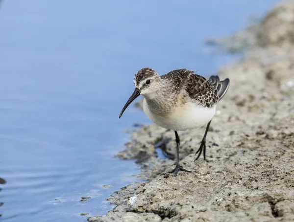 Sandpiper de palha Calidris ferruginea — Fotografia de Stock