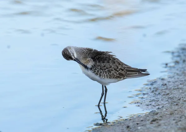 Sandpiper de palha Calidris ferruginea — Fotografia de Stock