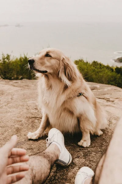 Colpo verticale di un Golden retriever seduto su una scogliera con la gamba di un uomo visibile nello scatto — Foto Stock