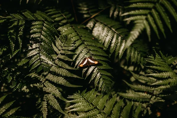 Detailní záběr černo-bílého motýla spočívajícího na borovém zeleném listu — Stock fotografie