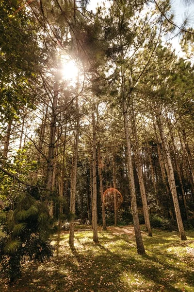 Вертикальный снимок высоких тонких деревьев в лесу, сквозь которые светит солнце — стоковое фото