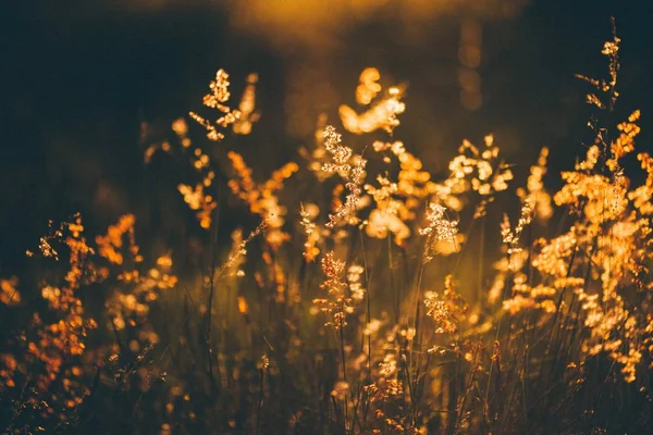 Horizontale flach fokussierte Aufnahme von Pflanzen in einem ruhigen Feld — Stockfoto