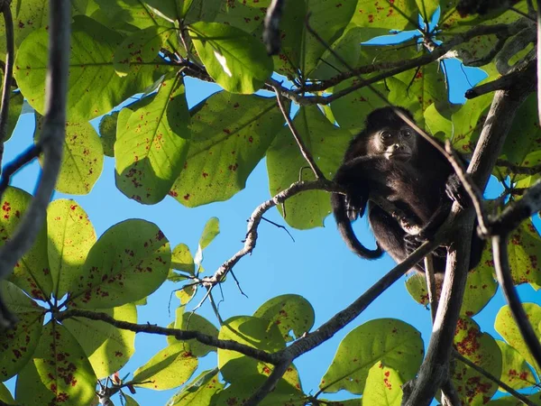 Közelkép egy kis fekete majomról, aki egy faágon pihen az erdőben. — Stock Fotó