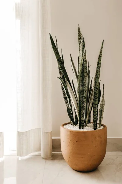 Vertical shot of a silver snake plant in a brown pot near white curtains — Stock Photo, Image