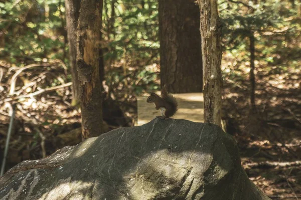 Ormandaki bir kayanın üzerinde arka planda ağaçlar olan bir sincabın seçici odak noktası. — Stok fotoğraf