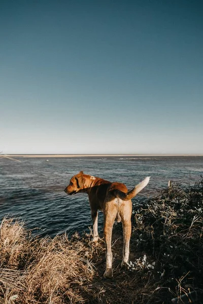 Tiro vertical de un perro marrón de pie en la hierba cerca de un cuerpo de agua — Foto de Stock