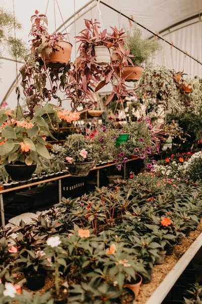 Inyección vertical de un invernadero con diferentes plantas en maceta —  Fotos de Stock