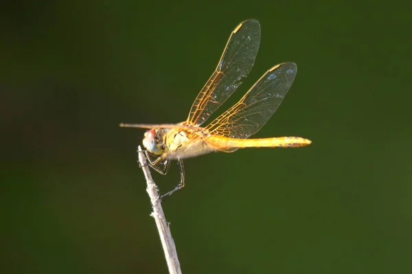 Tiro de close-up seletivo de uma libélula hawker — Fotografia de Stock
