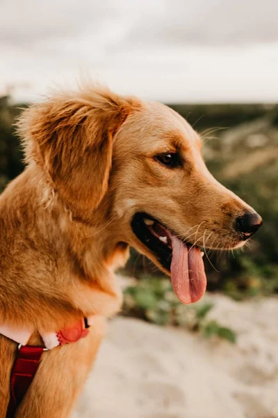 Крупный план головы коричневой собаки с коротким покрытием с высунутым языком — стоковое фото