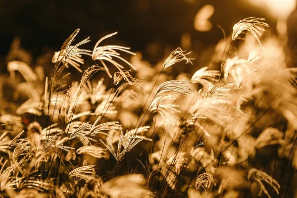 Närbild skott av gula växter i ett fält under solnedgången — Stockfoto