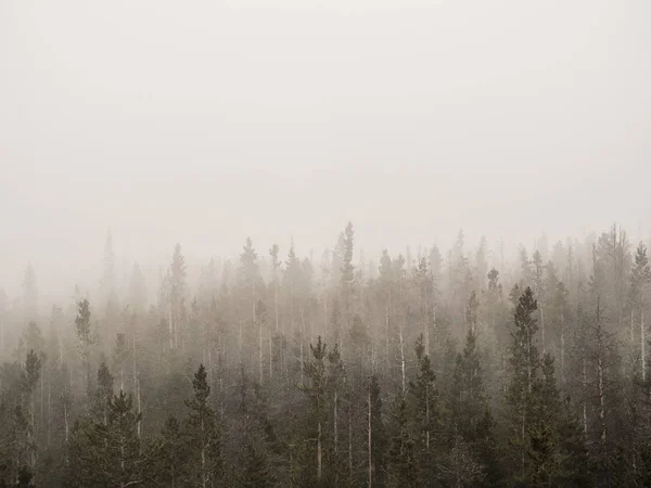 Colpo orizzontale di una foresta nebbiosa con alberi alti ricoperti di nebbia — Foto Stock