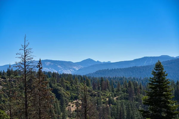 Hermoso plano de montañas rodeadas de pinos bajo un cielo azul claro —  Fotos de Stock