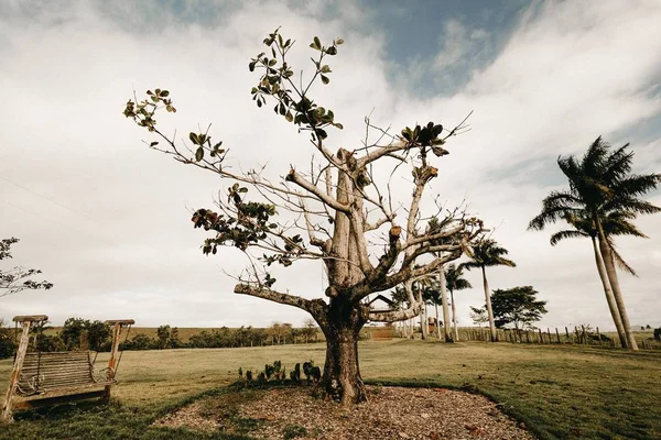 Fotografía horizontal de un gran árbol en un parque con un columpio de madera a un lado —  Fotos de Stock