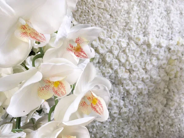 Närbild fokuserad bild av vita orkidéer med en vägg gjord av vita rosor i bakgrunden — Stockfoto