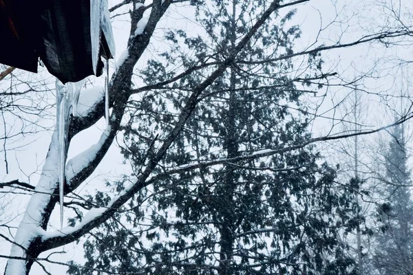 Όμορφη λήψη ενός δέντρου κατά τη διάρκεια του χειμώνα καλυμμένο με χιόνι με μια στέγη καμπίνας ορατή στα αριστερά — Φωτογραφία Αρχείου