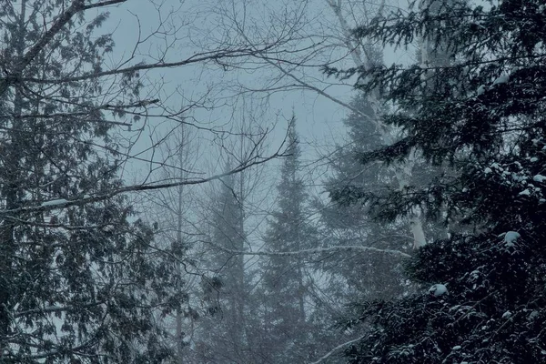 Krajina záběr lesa s borovicemi pokryté sněhem během zimy — Stock fotografie