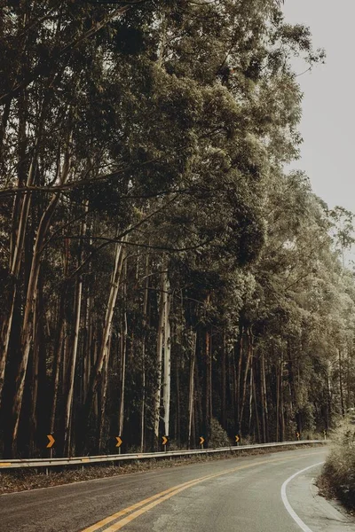 Vertical shot of a highway surrounded with a forest full of thin green trees — Stock Photo, Image