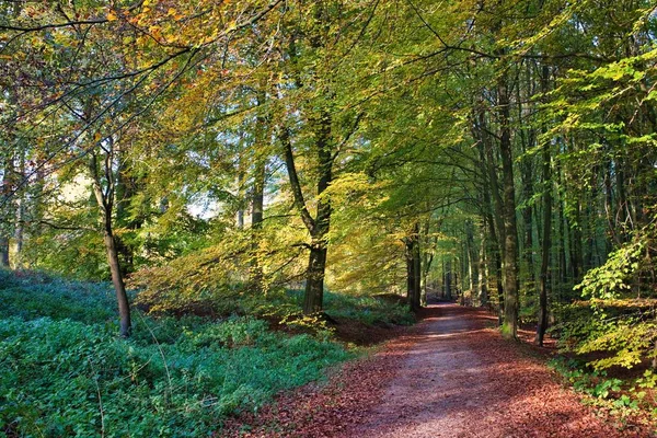 Caminho no meio das árvores em Forêrte de Soignes, Bruxelas, Bélgica durante o dia — Fotografia de Stock