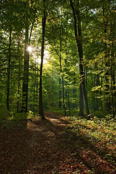 Pionowe ujęcie Forêt de Soignes, Belgia, Bruksela, gdzie słońce świeci przez gałęzie — Zdjęcie stockowe
