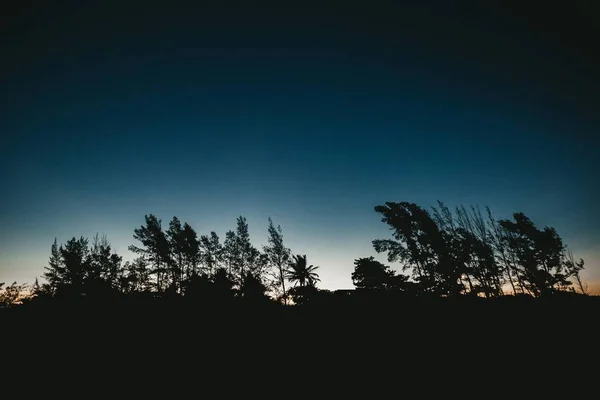 Горизонтальний знімок лісу в силуеті під час заходу сонця — стокове фото