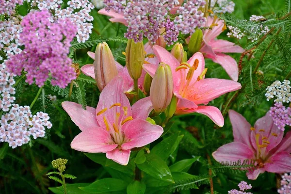 Zdjęcia z bliska kwitnących różowych kwiatów z rosą na płatkach — Zdjęcie stockowe