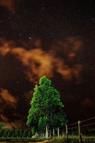 Tiro vertical de un árbol verde en un campo bajo el cielo estrellado — Foto de Stock