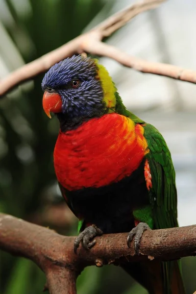 Vertikal närbild av en papegoja med röda, blå och gröna fjädrar — Stockfoto