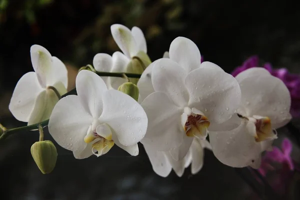 Closeup tiro de flores brancas com centros amarelos e vários botões crescendo — Fotografia de Stock