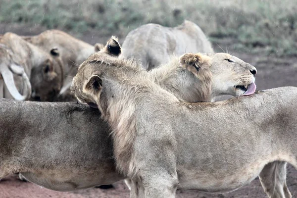 Primer plano de leones lamiéndose unos a otros con un fondo borroso —  Fotos de Stock