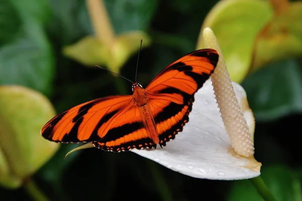 Primo piano di una farfalla Dryadula con ali arancioni e nere appoggiate su un fiore di calla — Foto Stock