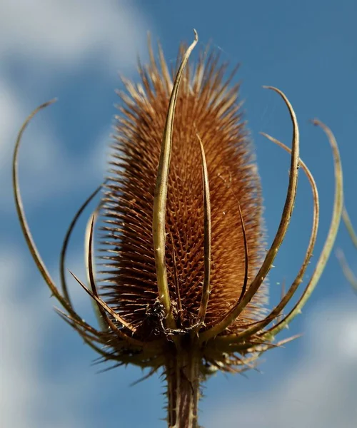 Tiro de close-up de uma planta marrom com picos que adere à roupa — Fotografia de Stock