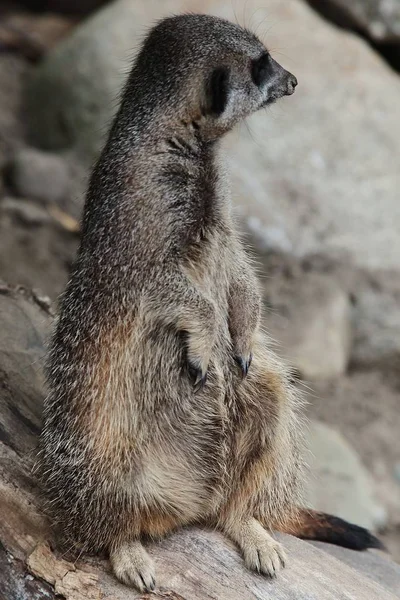 Close-up de um meerkat marrom Suricata suricatta sentado em um galho de árvore morta — Fotografia de Stock
