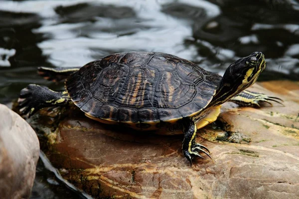 Closeup shot of a red-eared turtle Trachemys scripta elegans resting on a rock near the water — Stockfoto