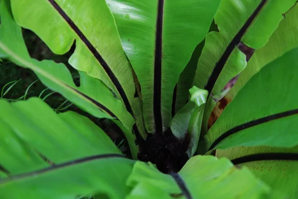 Closeup shot of long green leaves, with black stripes on them, growing from the ground — Stock fotografie