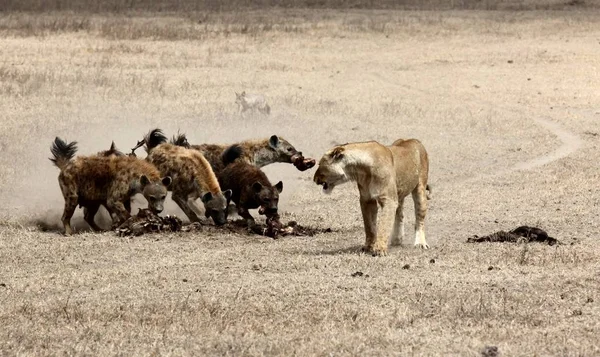 O lovitură largă de leu şi hiene într-un câmp — Fotografie, imagine de stoc